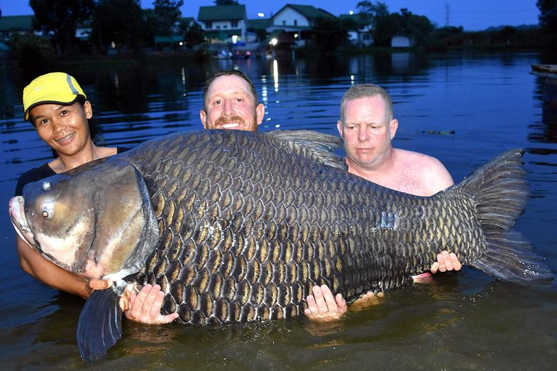 搏斗80分钟后，英国男子抓获一条210斤的巨型鲤鱼