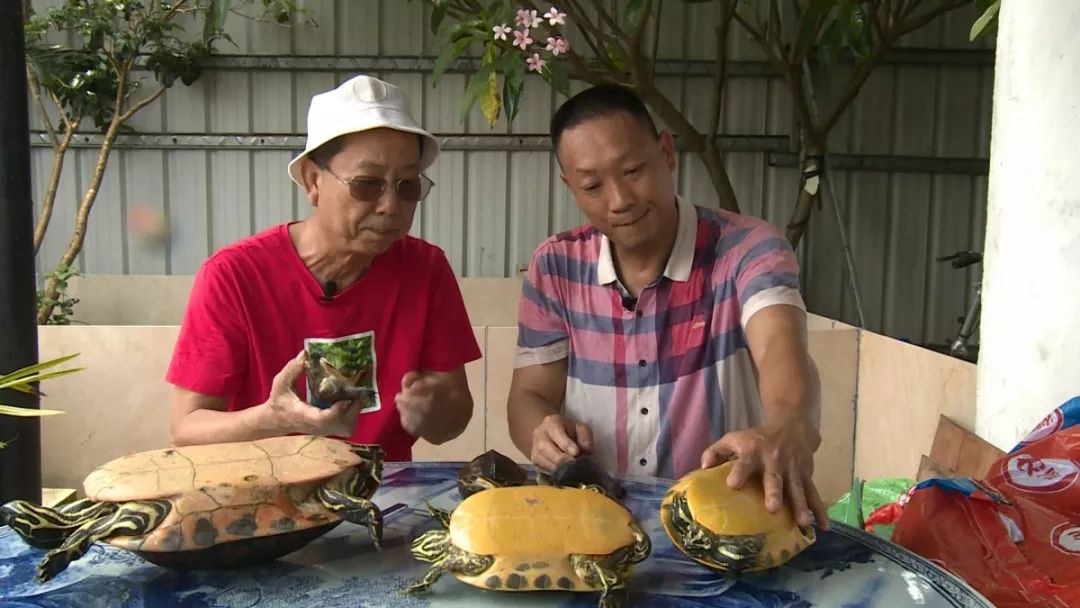 養金錢龜賺錢嗎,養金錢龜賺錢嗎?