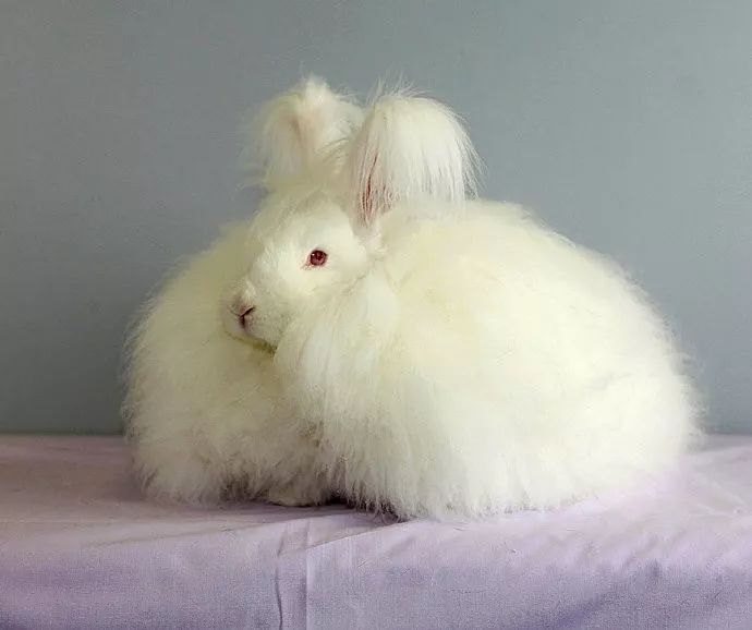 世界上最小的公主兔图片