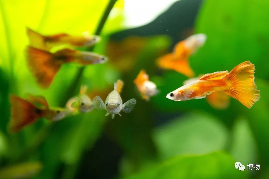 我的爱情不重要我的主子幸福就好 天天看点