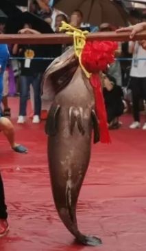 北海一条鱼卖出70多万高价！近4000元一斤！最新海鲜价格是这样的