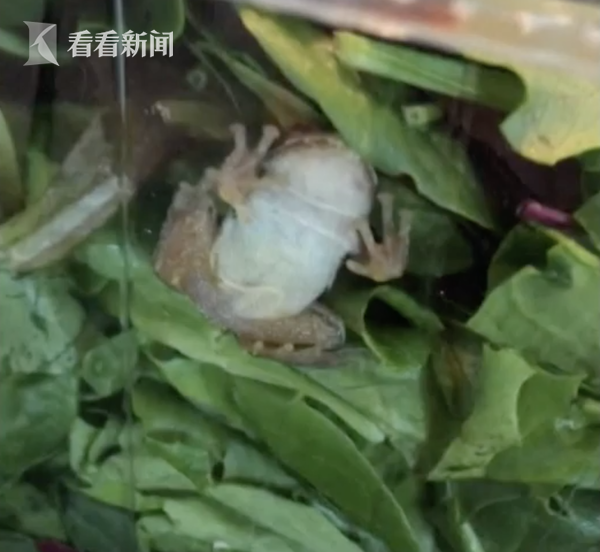 新鲜直送！女子从超市买来一盒蔬菜 竟“附赠”活青蛙