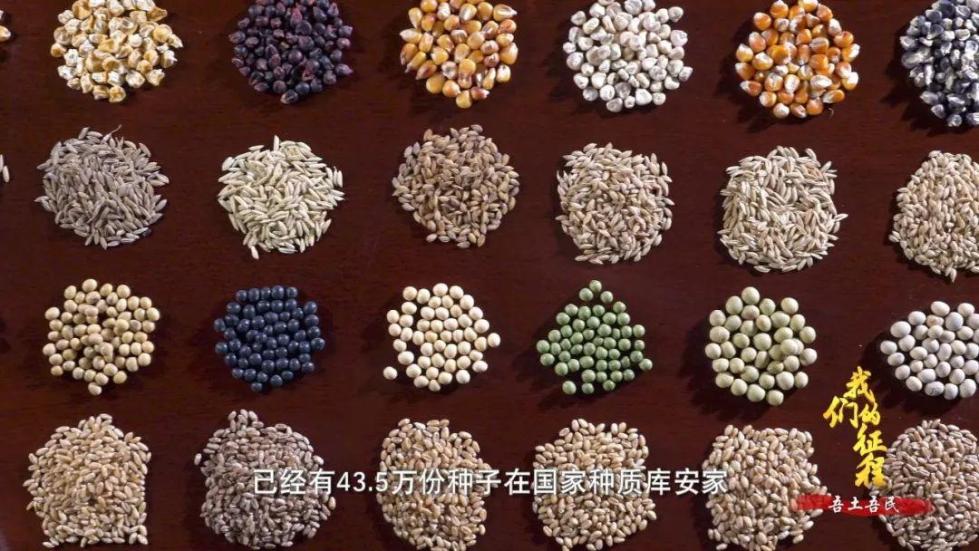 中國碗里裝滿中國糧！看，這片神奇的土地如何創(chuàng)造奇跡...