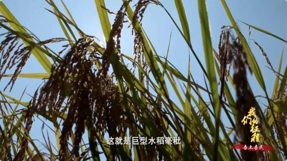 中國碗里裝滿中國糧！看，這片神奇的土地如何創(chuàng)造奇跡...