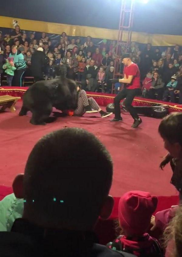 俄驯兽师命令棕熊推车，突然被扑倒，观众以为是开玩笑的表演