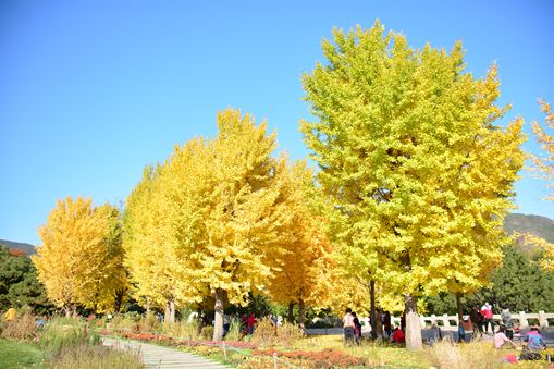 银杏是裸子植物吗（关于银杏的前世今生介绍）