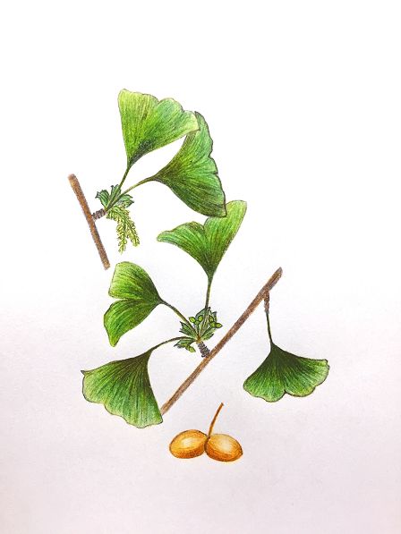 银杏雌雄异株,雌株只长大孢子叶球(雌球花),雄株只长小孢子叶球(雄球