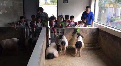 杭州这所小学的猪圈人气爆棚！四年养了72只猪，最贵身价9999元