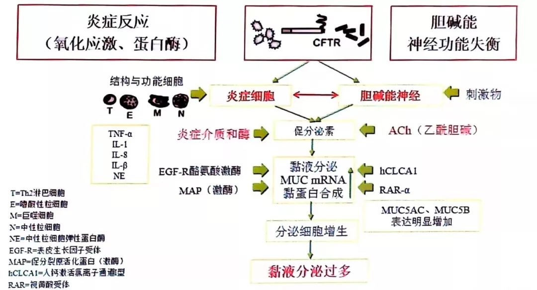 孩子咳嗽老不好，原因可能不仅仅是感冒