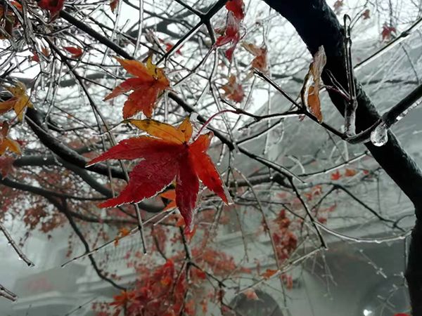 冰冻！江西这里一夜之间变成这样！气温继续下降，有些地方要停电......