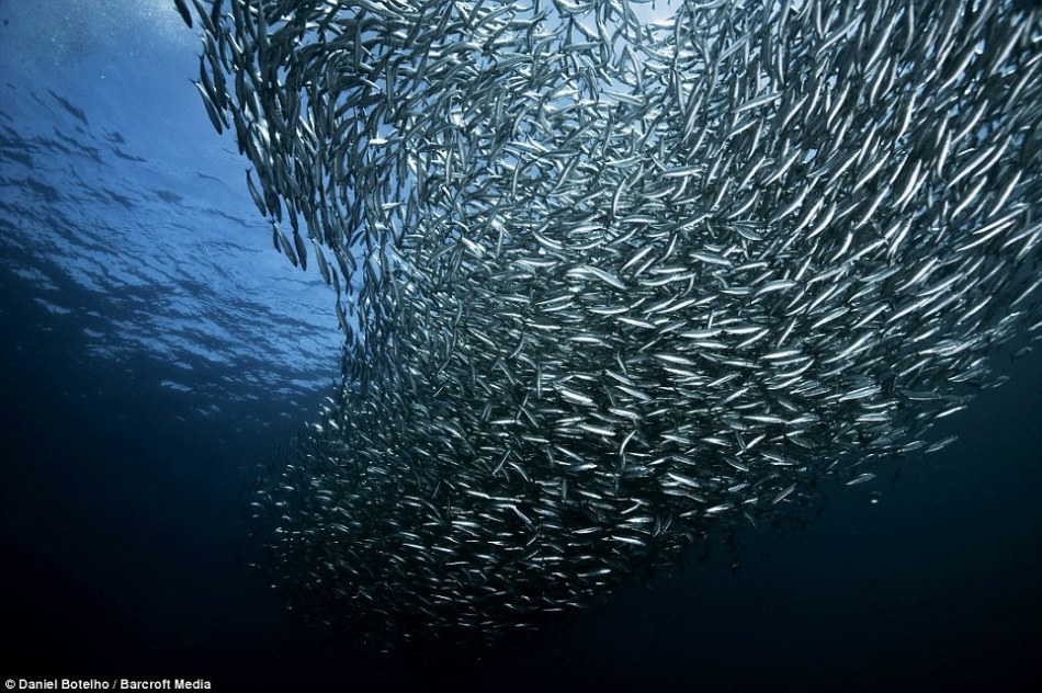 实用理想主义下的「中心化」和「去中心化」应该如何结合？| 火星技术帖