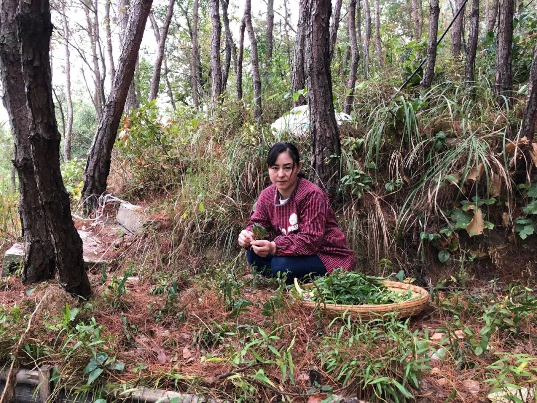 它是“天然青霉素”，每天一杯，肠胃通了，肚子小了，提高免疫力...