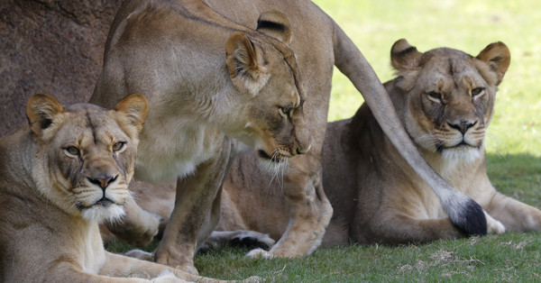 8头狮子的鼻爪都被砍下　南非黑巫术半年至少4次大猎杀