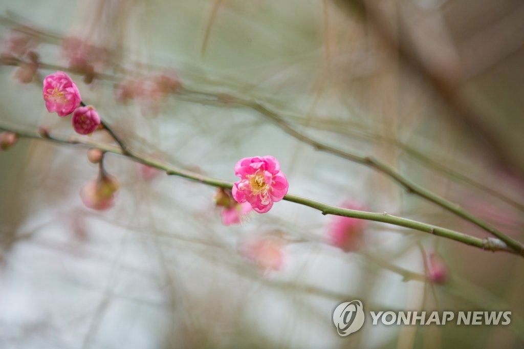 23.6摄氏度破纪录了！韩济州1月提前迎春花