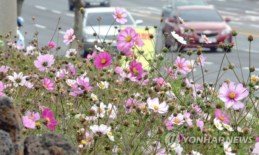 23.6摄氏度破纪录了！韩济州1月提前迎春花