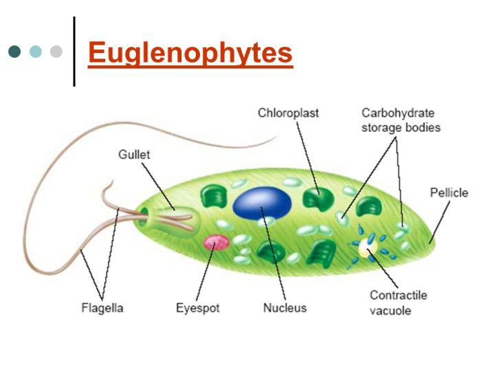 新知问答｜科学家都头疼，这些藻类到底算动物还是算植物？