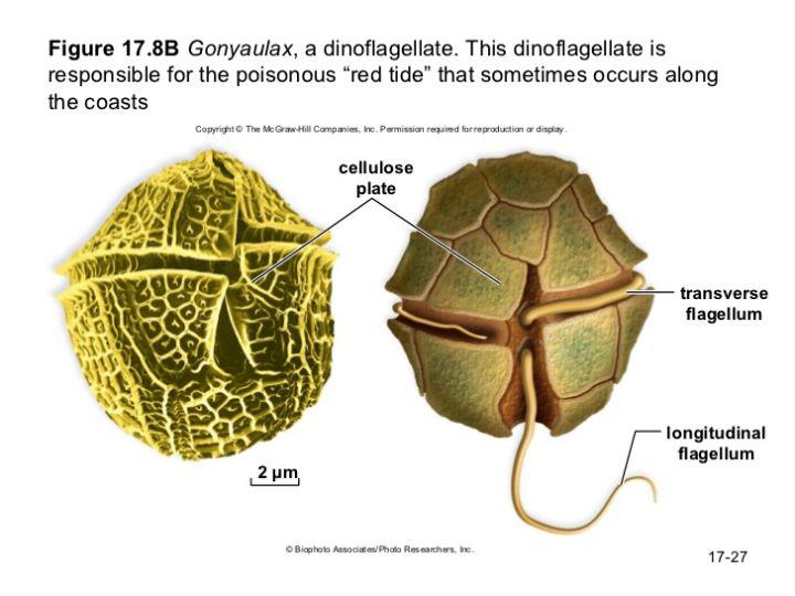 新知問答｜科學家都頭疼，這些藻類到底算動物還是算植物？