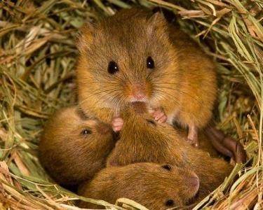 鼠年话鼠 大约一万年前和人类开始“同居”生活