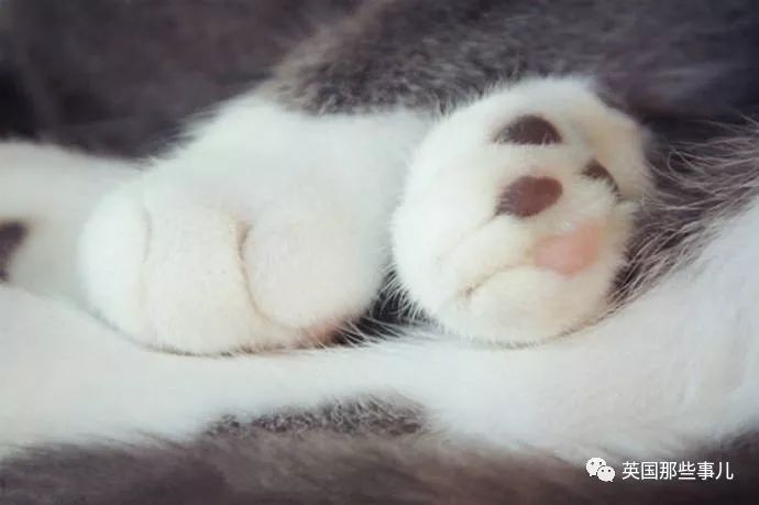 猫的脚印图片大全，猫咪爪印是啥样子