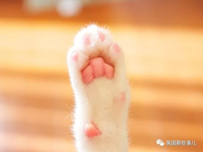 猫的脚印图片大全，猫咪爪印是啥样子