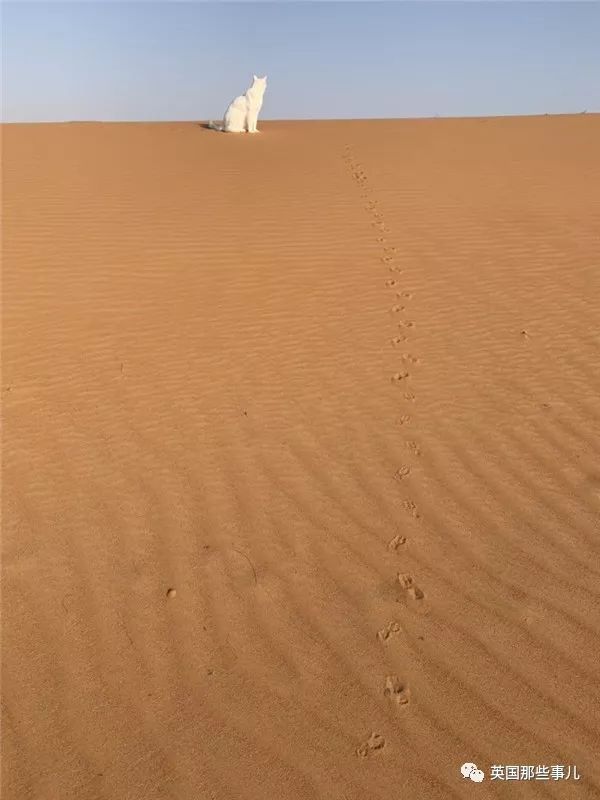 猫的脚印图片大全，猫咪爪印是啥样子