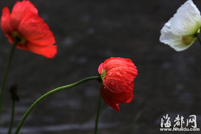 女神节是几月几日 2020女神节是哪天？女神节和妇女节一样吗