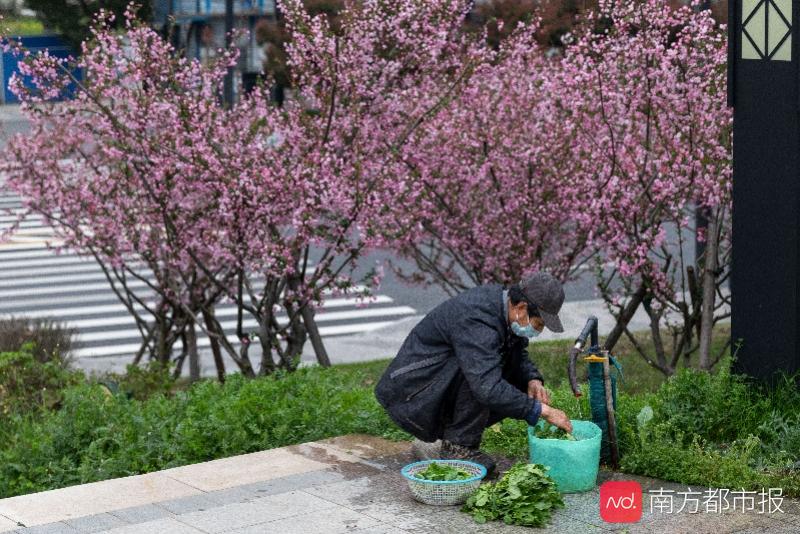武汉封城近两个月，全球20个国家宣布进入紧急状态