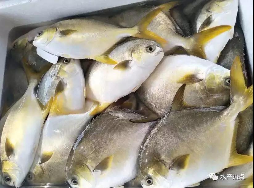 今年年初以来,不少水产品都陷入了低迷,而金鲳鱼价