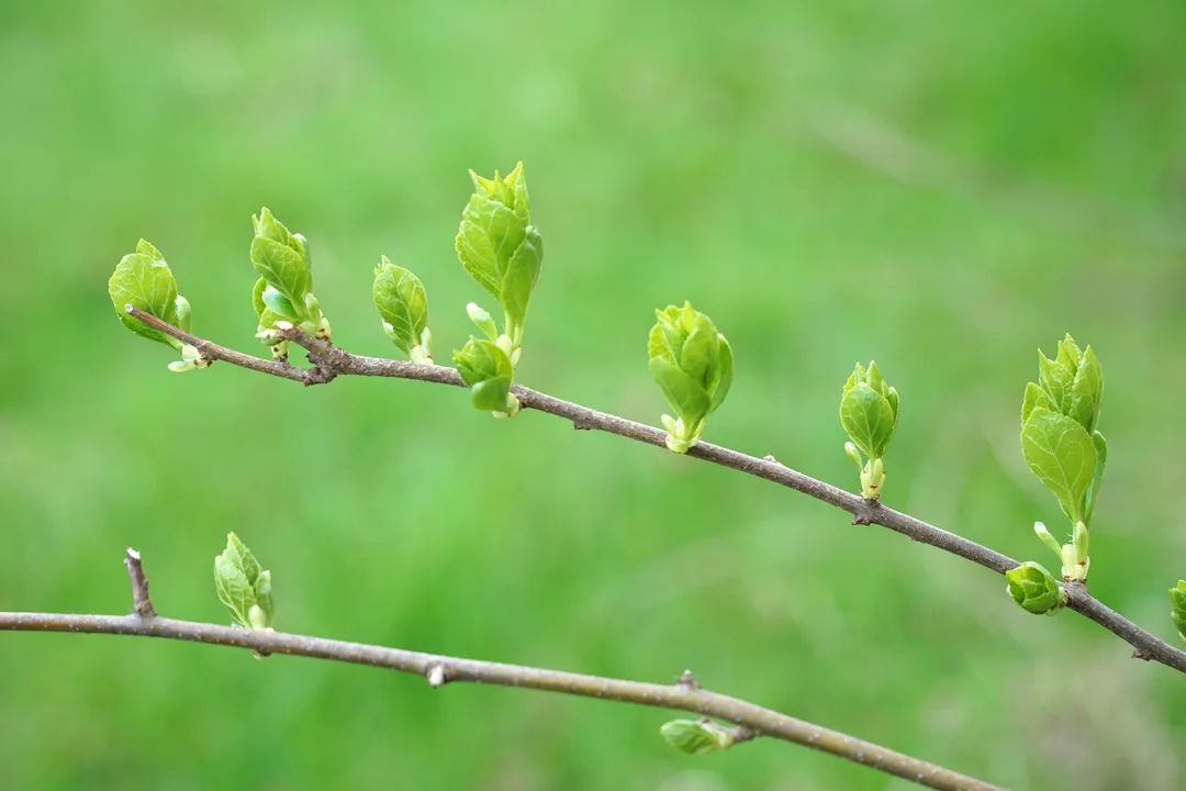 阳春三月的美景诗句(30首形容三月春光好的诗句)