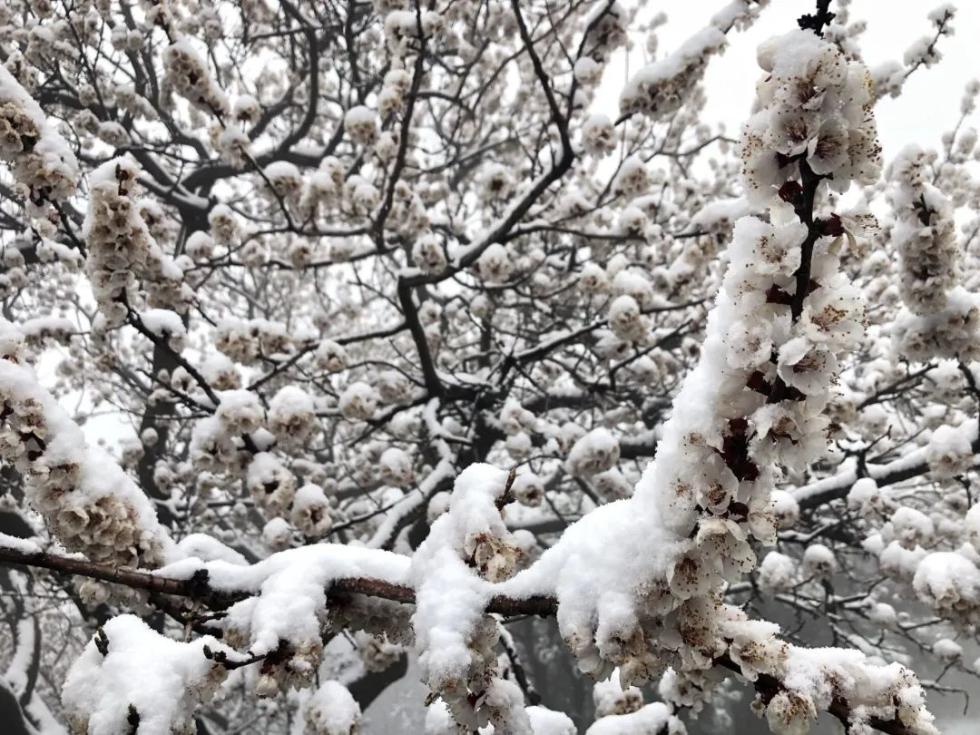 今天河南这些地方又下雪了，气象部门说：不是好事