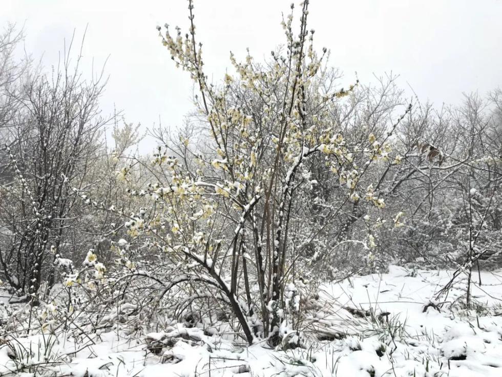 今天河南这些地方又下雪了，气象部门说：不是好事