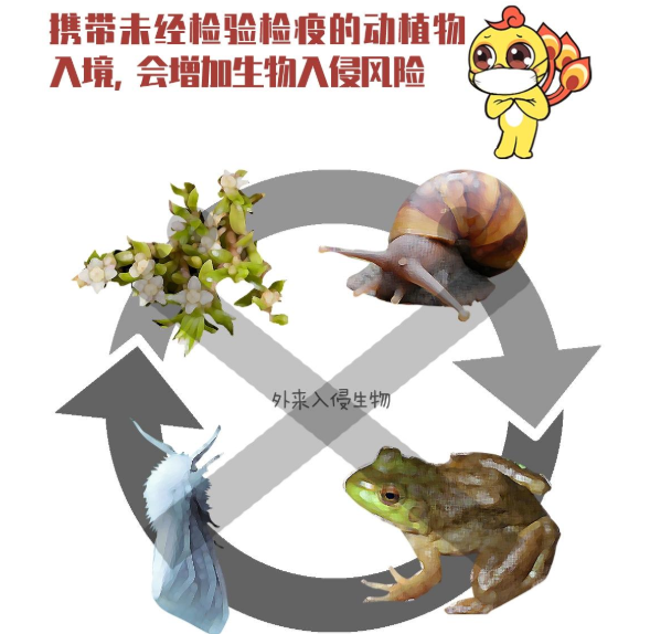 水葫蘆的危害,水葫蘆的危害及治理措施