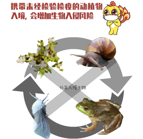 水葫芦的危害,水葫芦的危害及治理措施