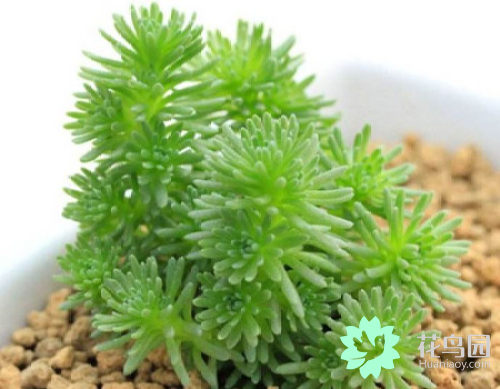 六多肉植物球松之怎么浇水对你没看错就跟人喝水一样也要学