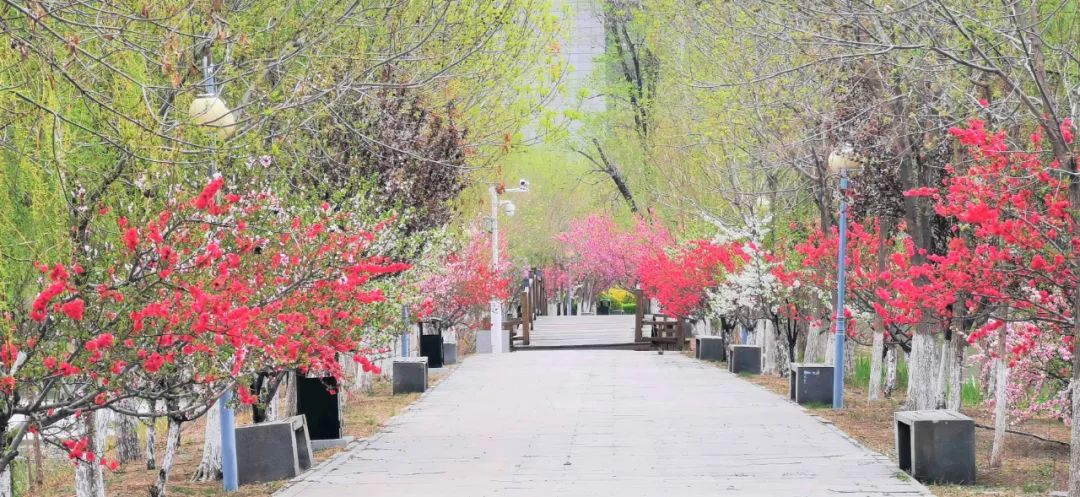 非常学期·云赏花丨桃之夭夭，灼灼其华