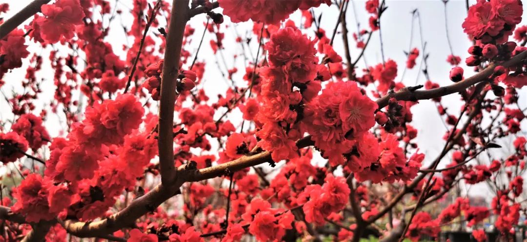 非常学期·云赏花丨桃之夭夭，灼灼其华