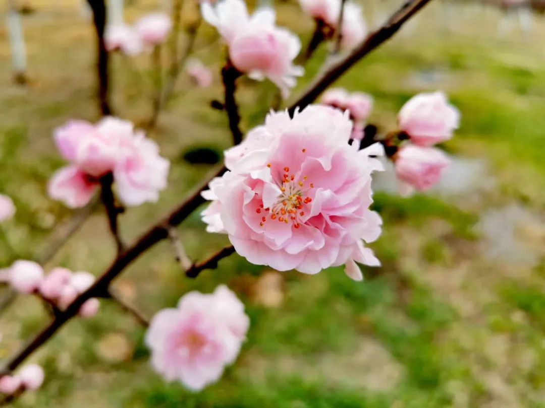 非常学期·云赏花丨桃之夭夭，灼灼其华