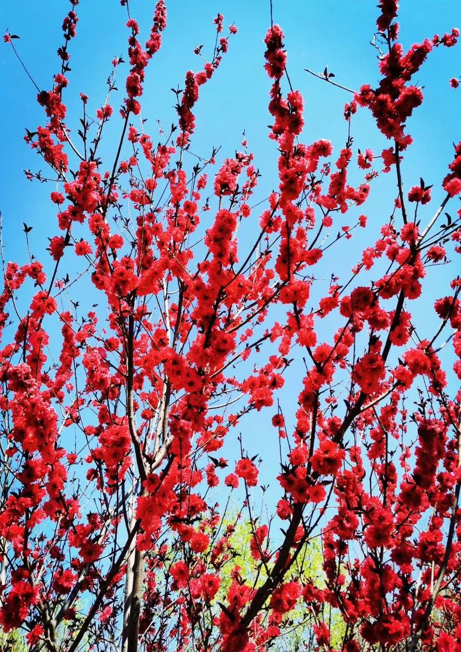 非常学期·云赏花丨桃之夭夭，灼灼其华