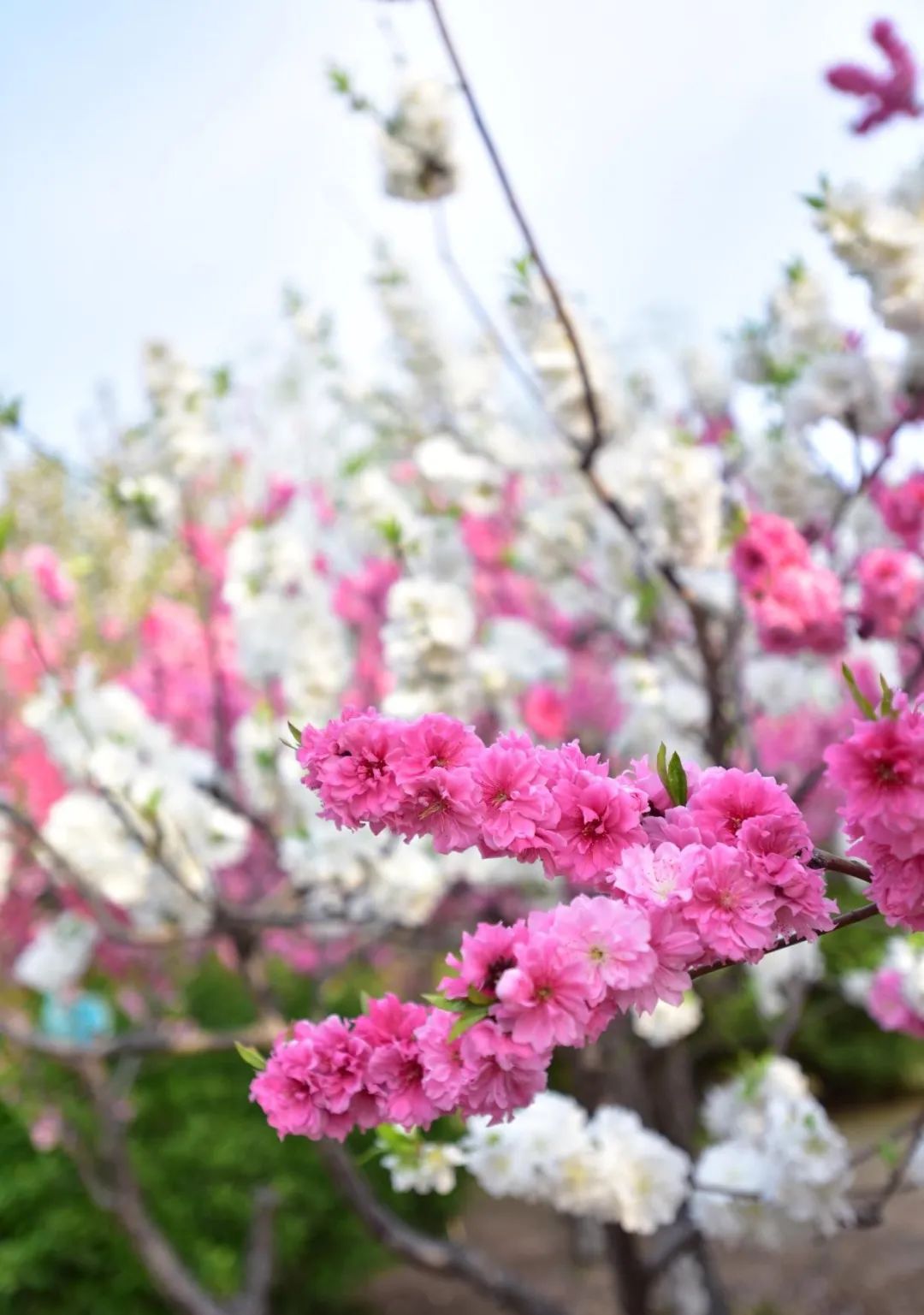 非常学期·云赏花丨桃之夭夭，灼灼其华