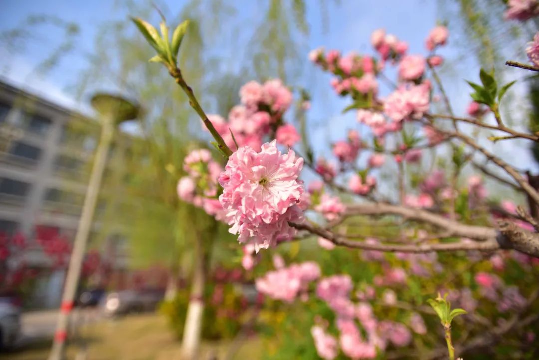 非常学期·云赏花丨桃之夭夭，灼灼其华