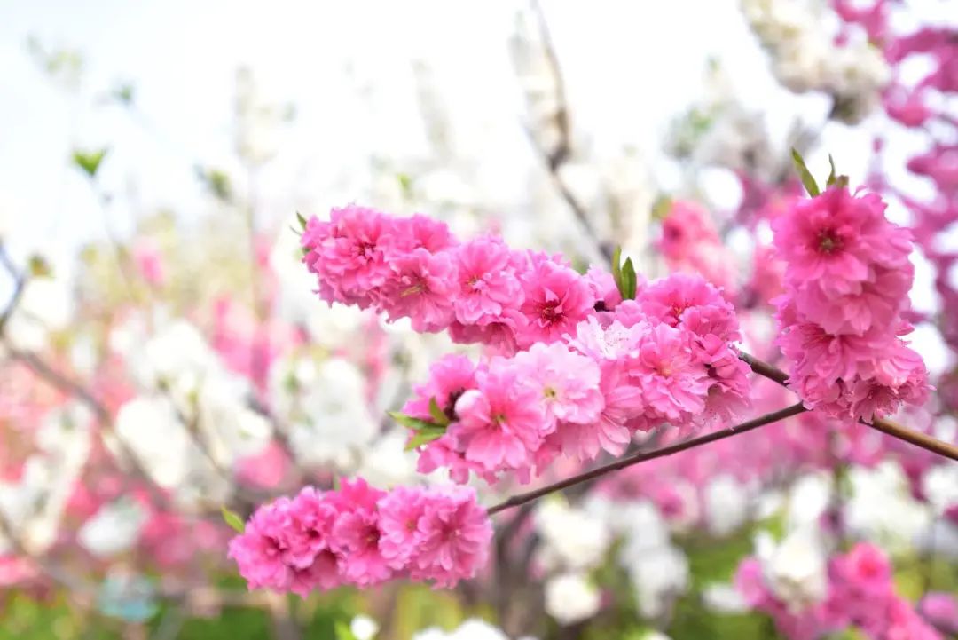 非常学期·云赏花丨桃之夭夭，灼灼其华