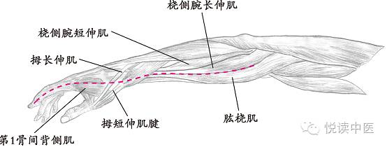 十四经络走向图，此文不看太可惜！