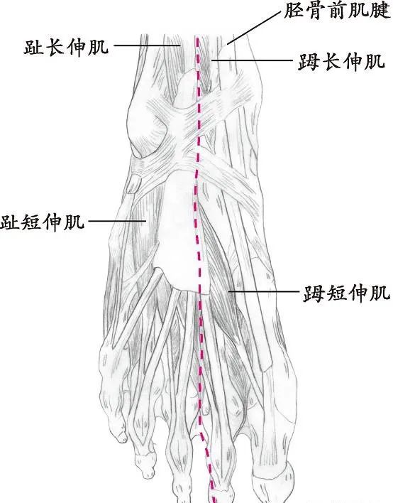 十四经络走向图，此文不看太可惜！