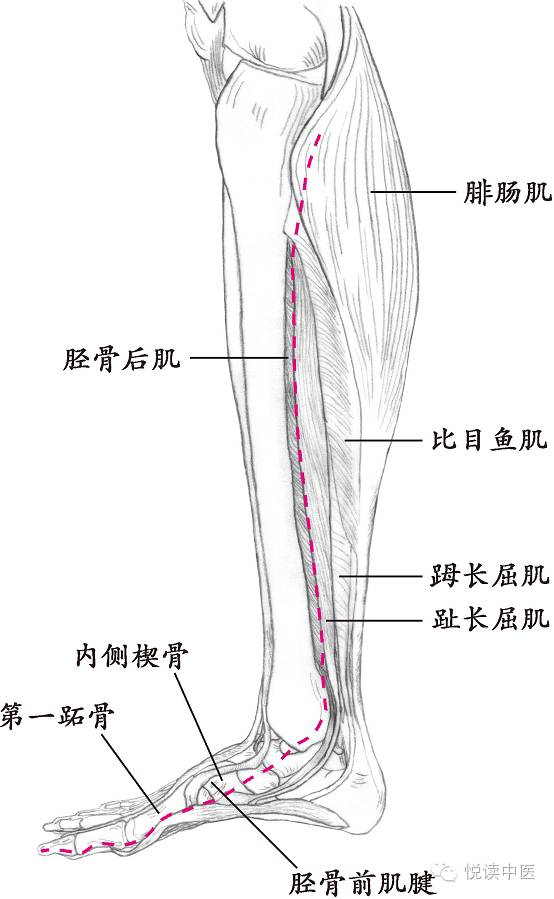 十四经络走向图，此文不看太可惜！