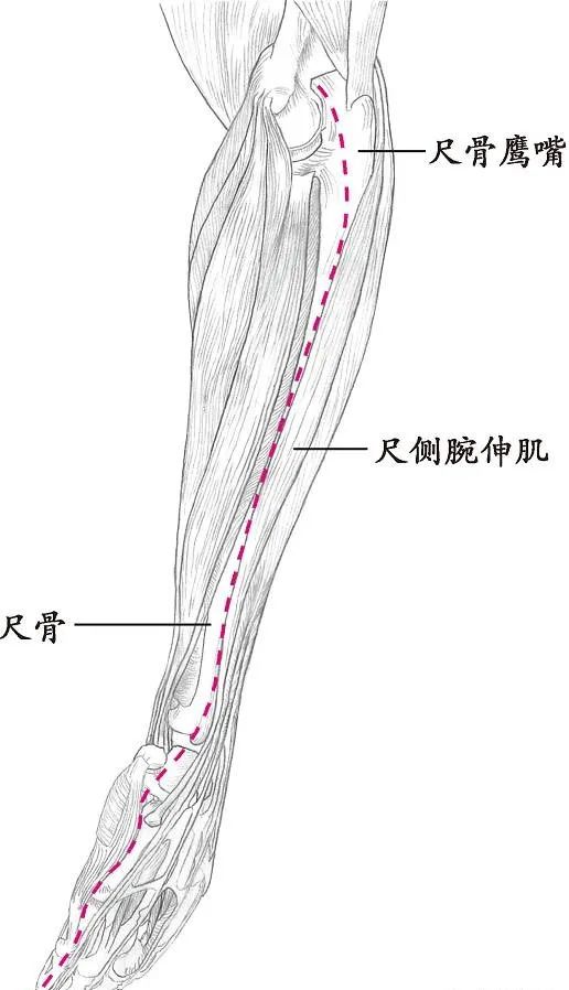 十四经络走向图，此文不看太可惜！