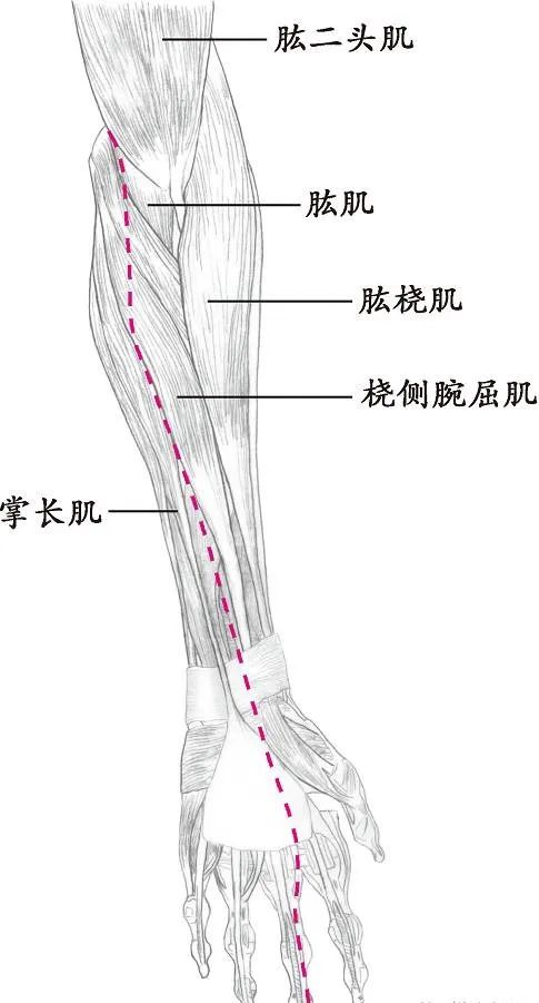 十四经络走向图，此文不看太可惜！