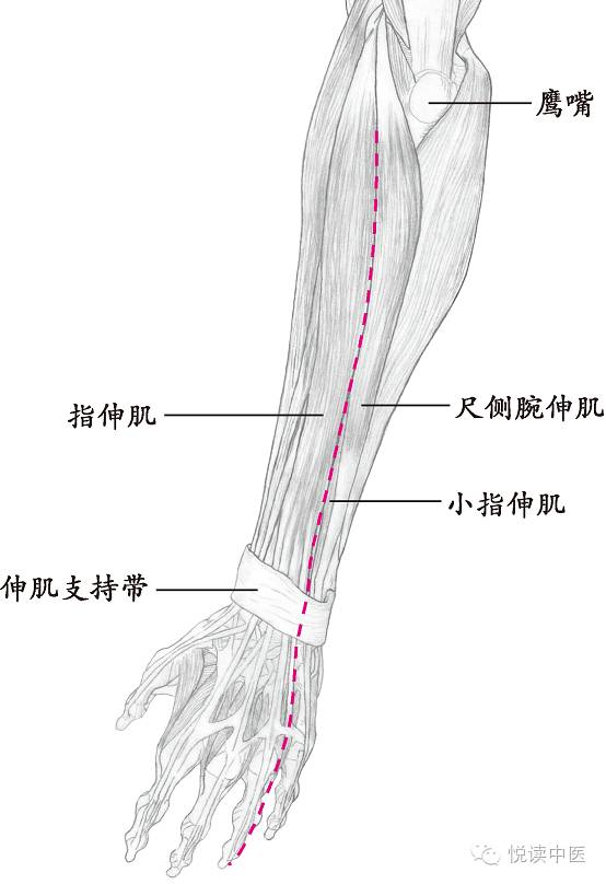 十四经络走向图，此文不看太可惜！