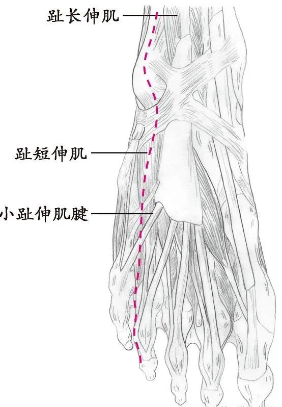十四经络走向图，此文不看太可惜！