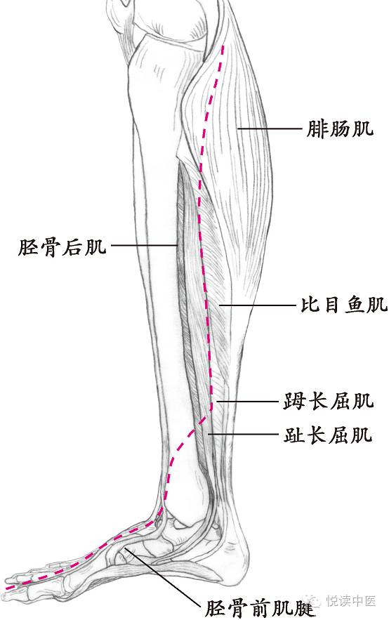 十四经络走向图，此文不看太可惜！