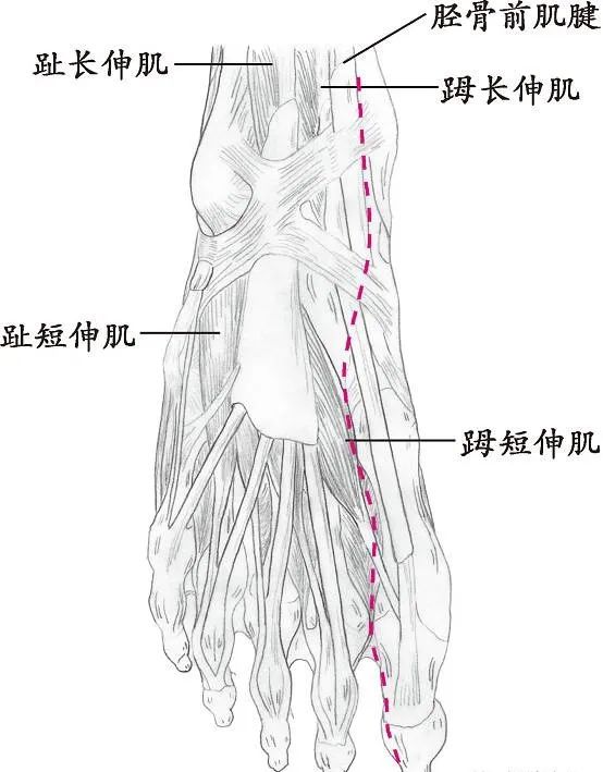 十四经络走向图，此文不看太可惜！